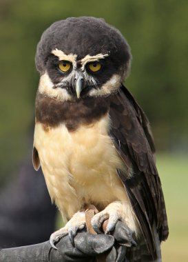 Spectacled Owl clipart