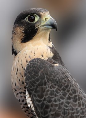 Portrait of Peregrine Falcon clipart