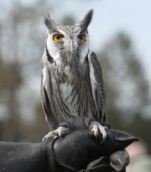 White Faced Owl — Stock Photo, Image