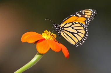 Monarch on Mexican Sunflower clipart