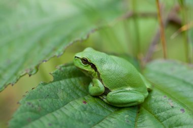 Small Hyla Arborea clipart