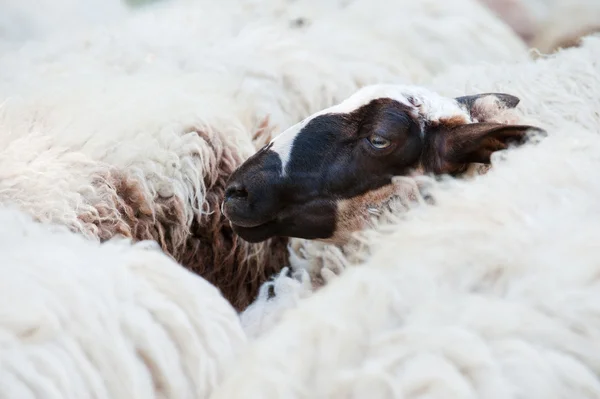 Zwarte hoofd schapen — Stockfoto