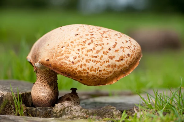Saddle fungi — Stock Photo, Image