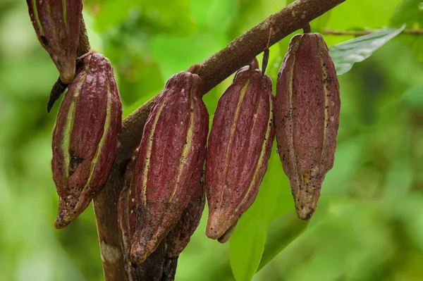 Cocoa pods — Stock Photo, Image