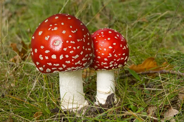 Zwei frisch gefleckte Pilze — Stockfoto
