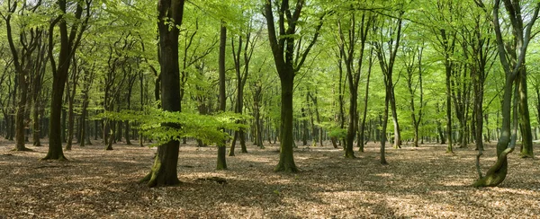 Panorama lesů — Stock fotografie