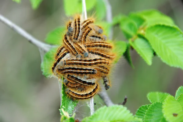 Gypsy moth gąsienic Obrazy Stockowe bez tantiem