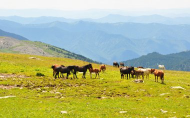 Summer mountains landscape with herd of horses clipart