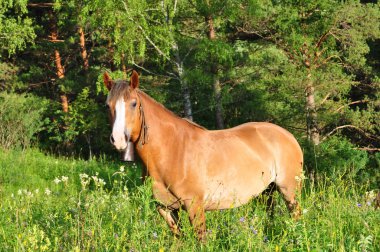 Horse in the forest clipart