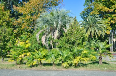 tropikal park