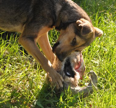 köpek yemek