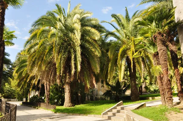 Palmbomen in Sotsji arboretum — Stockfoto