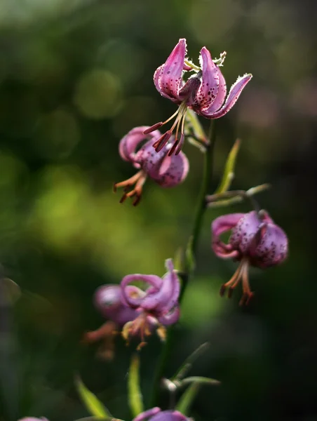 Lily bloem close-up — Stockfoto