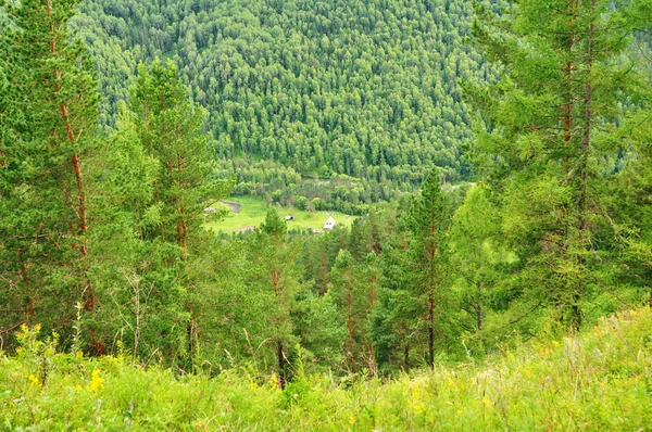 stock image Pine forest