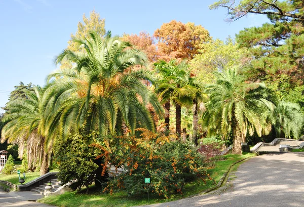 Bir parkta palmiyeler — Stok fotoğraf