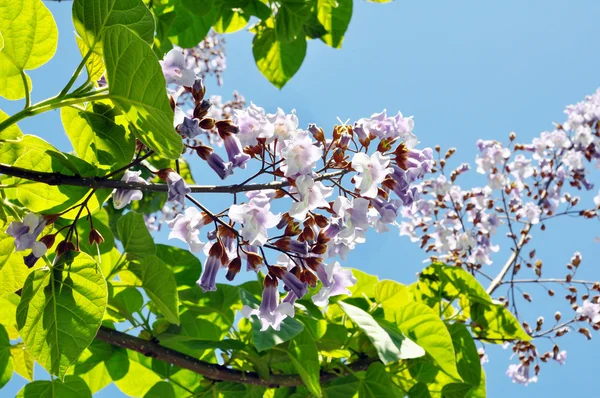 Kiri florescendo na primavera — Fotografia de Stock