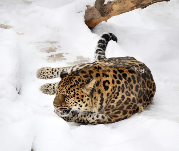 stock image Amur leopard