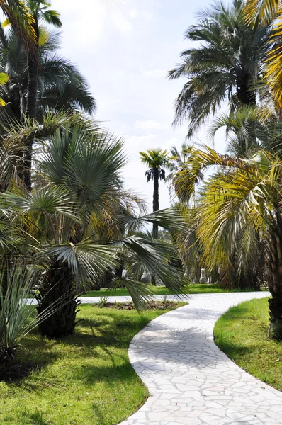 Palm-trees alley — Stock Image Palm-trees alley Stock Picture