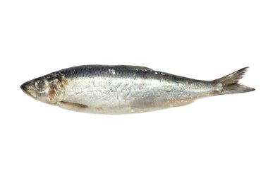 Salted herring on white background clipart