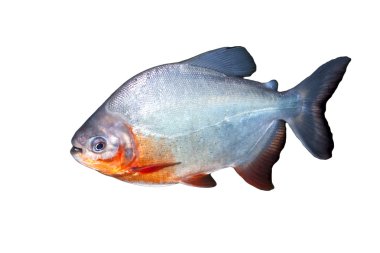 Piranha balığı