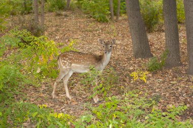 Kızıl geyik ahşap çocuk. Bandhavgarh. Hindistan.