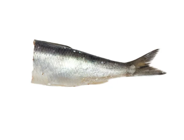 在白色背景上的尾巴咸鲱鱼 — 图库照片