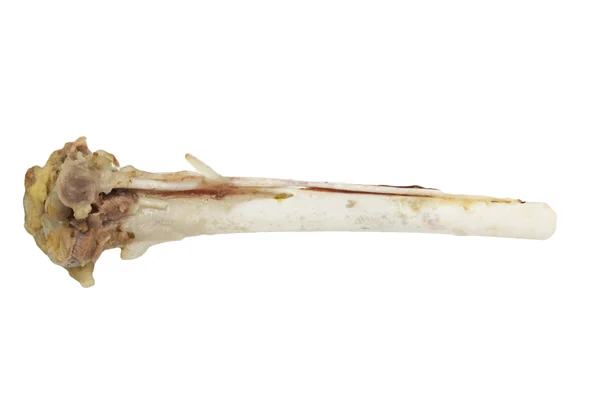 Knochen der Henne — Stockfoto