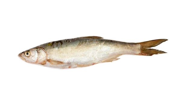 Fish . asia — Stock Photo, Image