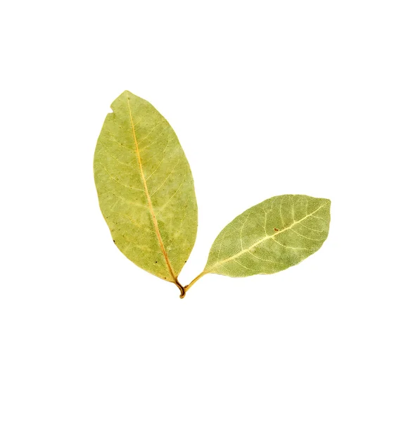 Bay leaves — Stock Photo, Image