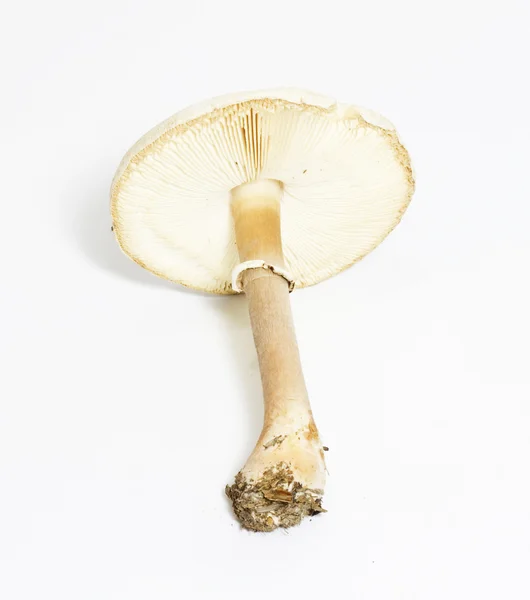 Pale toadstool — Stock Photo, Image
