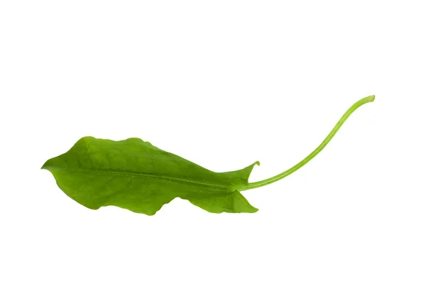 Fresh sorrel isolated on white background — Stock Photo, Image
