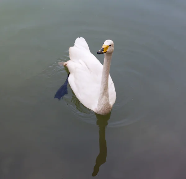 Cisne na água com reflexos de folhagem de outono — Fotografia de Stock