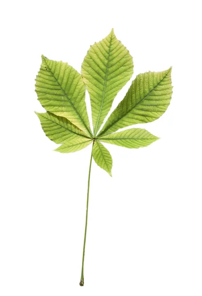 Απομονωμένες πράσινο φύλλο του κάστανου — Φωτογραφία Αρχείου