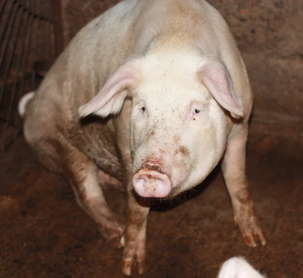 Nahaufnahme eines kleinen Schweins in einem Bauernhof in China — Stockfoto