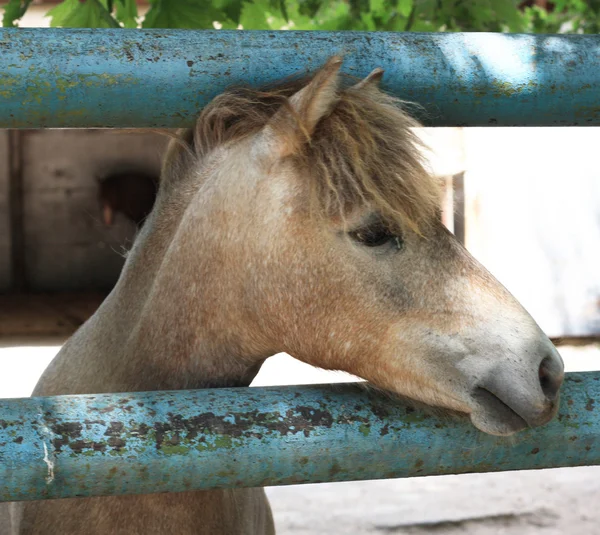 Muzzle of a bay horse. — Stock Photo, Image