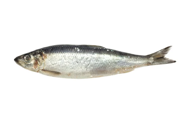 在白色背景上的盐渍的鲱鱼 — 图库照片