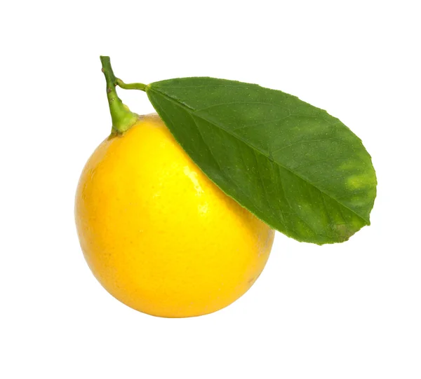 Lemon on wite — Stock Photo, Image