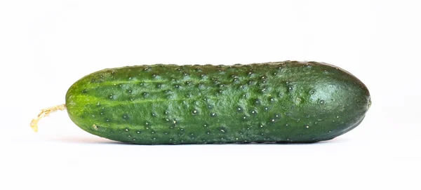 Één komkommer, geïsoleerd over Wit — Stockfoto