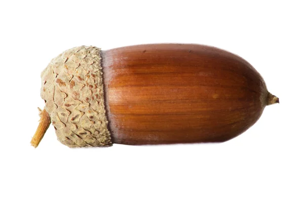 Eenvoudige macro opname voor een acorn geïsoleerd op wit. — Stockfoto
