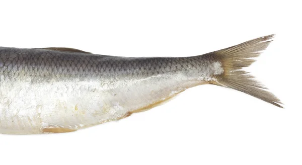 Beyaz zemin üzerine kuyruk tuzlu ringa balığı — Stok fotoğraf