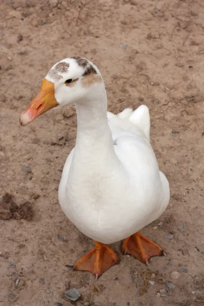 Goose white — Stock Photo, Image