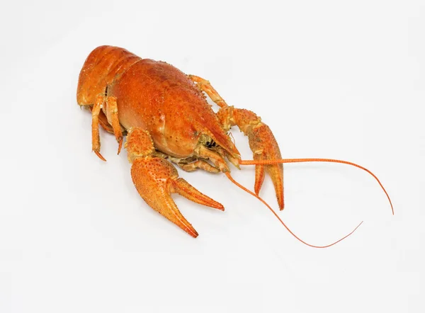 Uma grande lagosta vermelha cozida sobre branco — Fotografia de Stock