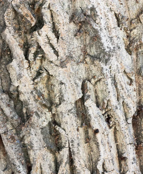 树皮质地的树皮 — 图库照片