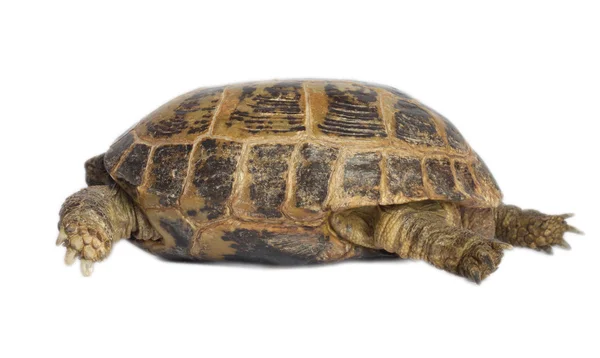 Schildkröte isoliert auf weißem Hintergrund — Stockfoto