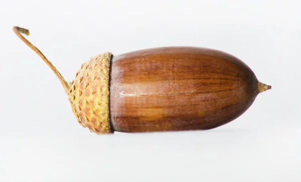Eenvoudige macro opname voor een acorn geïsoleerd op wit. — Stockfoto