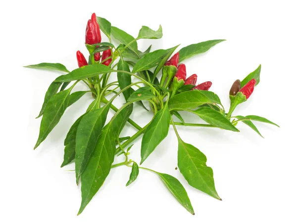 Malé červené horké havajské chile papričky — Stock fotografie