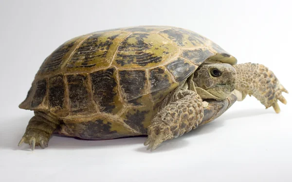 Tortoise isolated on white background — Stock Photo, Image