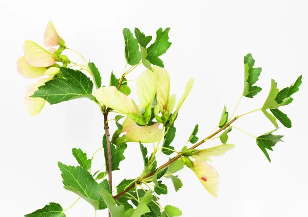 Beyaz arkaplanda yeşil küçük yapraklar — Stok fotoğraf