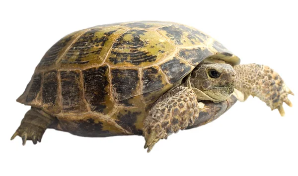 Tortoise isolated on white background — Stock Photo, Image