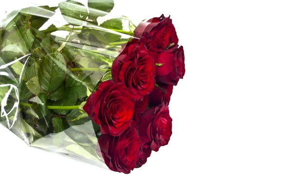 Krásné červené růže na bílém pozadí s prostorem pro uložení kopie. — Stock fotografie